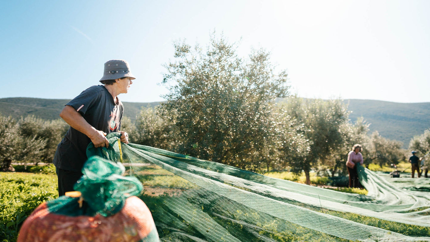 Why Freshness Affects the Flavor and Quality of Olive Oil