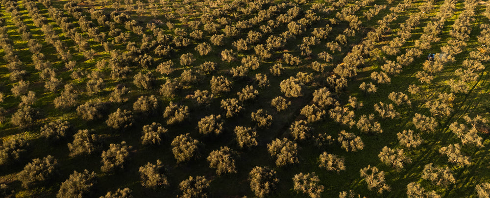 What is Early Harvest Olive Oil (Agoureleo) and Why Experts Love It 🌿💚