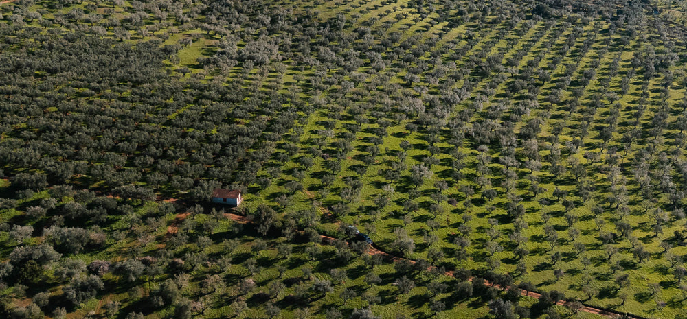 Kalamata Olive Oil: What Makes It So Special?