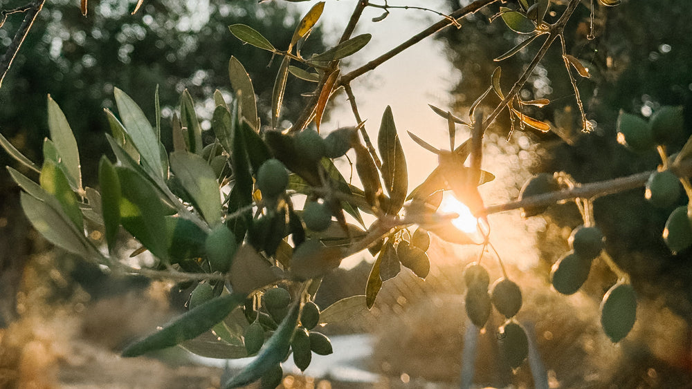 Olive Oil Myths Busted: 4 Facts About Extra Virgin Olive Oil You Need to Know
