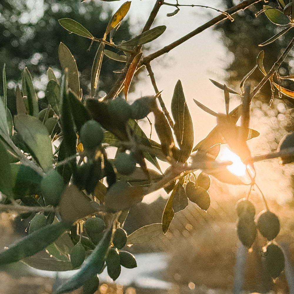Olive Oil Myths Busted: 4 Facts About Extra Virgin Olive Oil You Need to Know