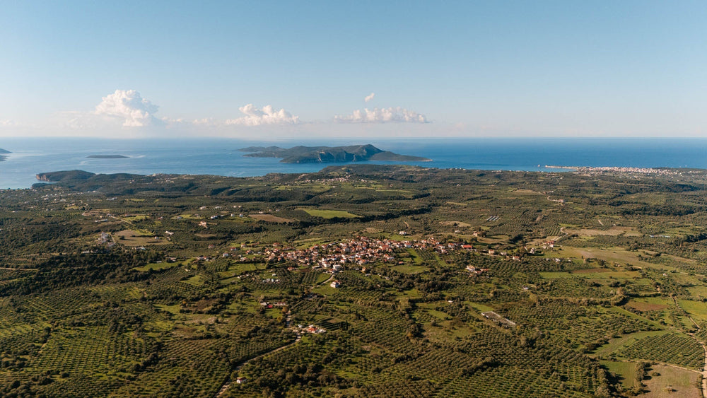 Something Special Is Almost Here: The First Glimpse of Yapapi’s Early Harvest Olive Oil