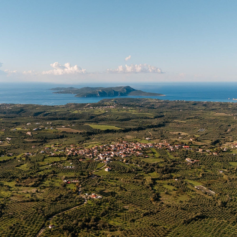 Something Special Is Almost Here: The First Glimpse of Yapapi’s Early Harvest Olive Oil