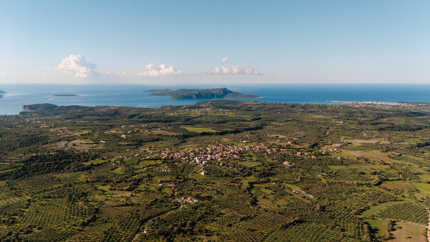 Something Special Is Almost Here: The First Glimpse of Yapapi’s Early Harvest Olive Oil