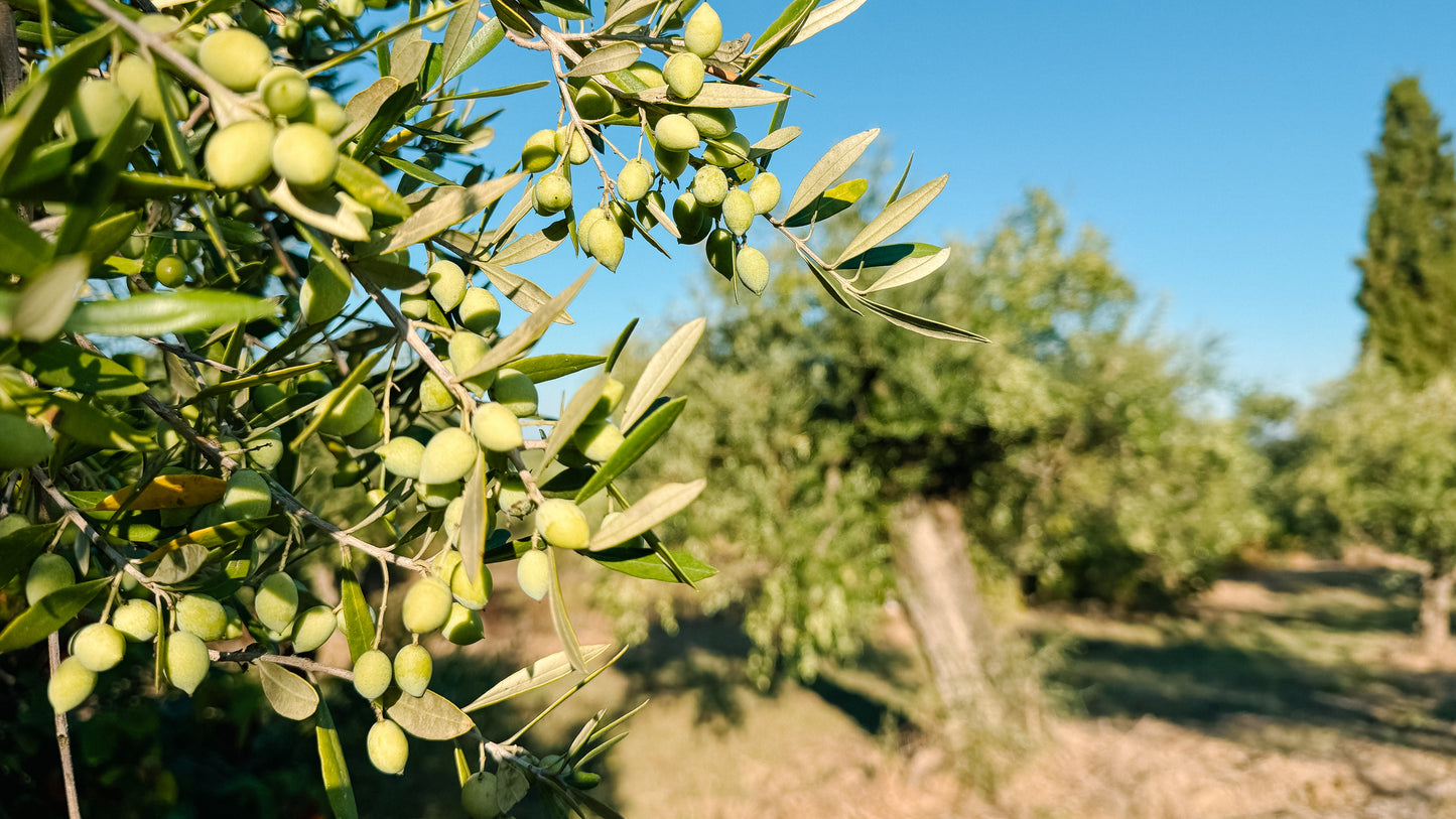 We're Starting Earlier Than Ever: Our New Harvest Begins October 5th