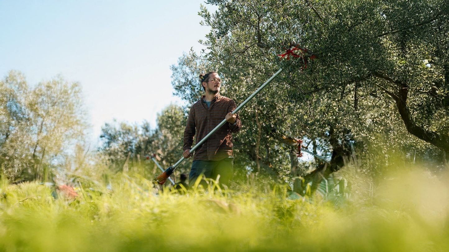 What Does “New Harvest” Mean in Olive Oil?