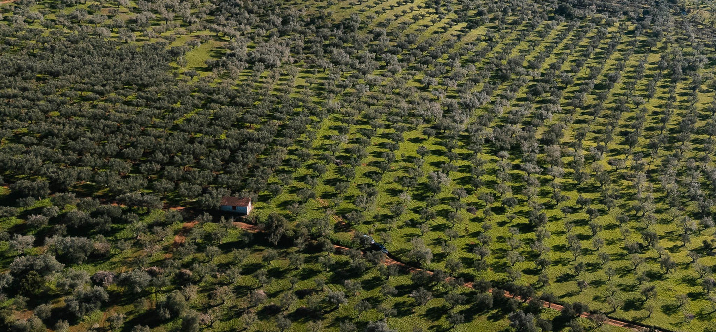 Kalamata Olive Oil: What Makes It So Special? - Yapapi