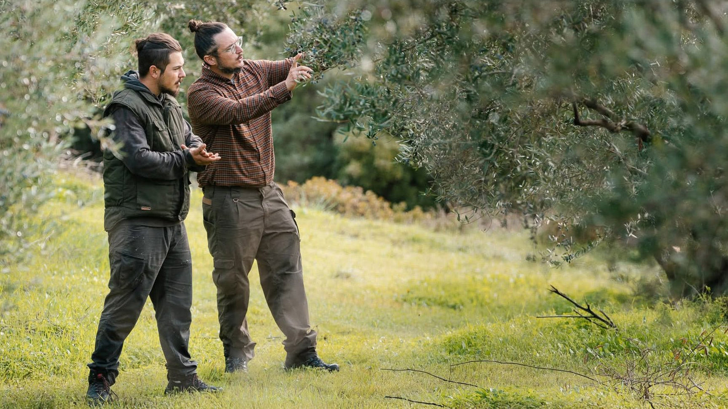 Olive Oil and Longevity: What the Blue Zones Teach Us - Yapapi