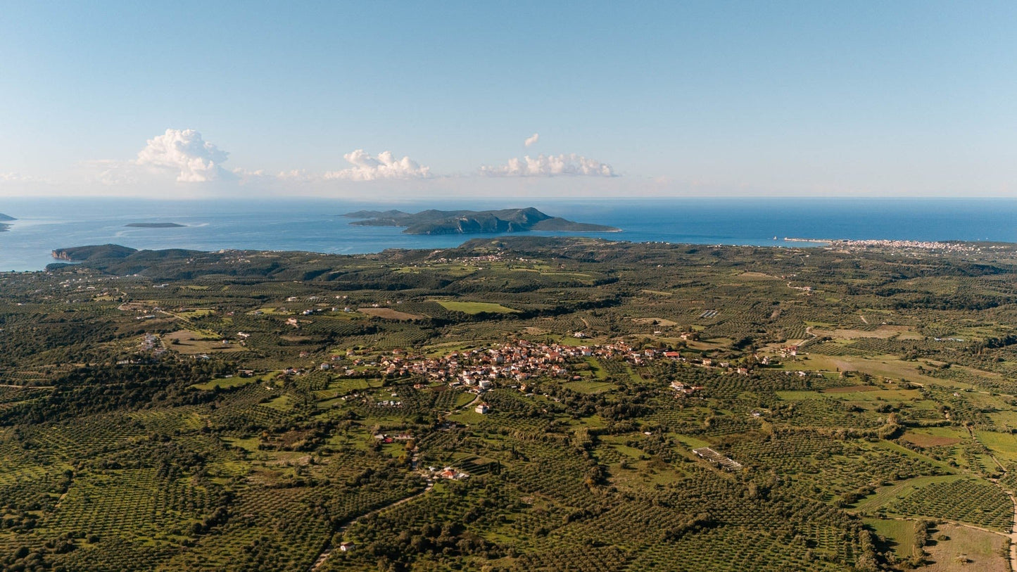 Something Special Is Almost Here: The First Glimpse of Yapapi’s Early Harvest Olive Oil - Yapapi