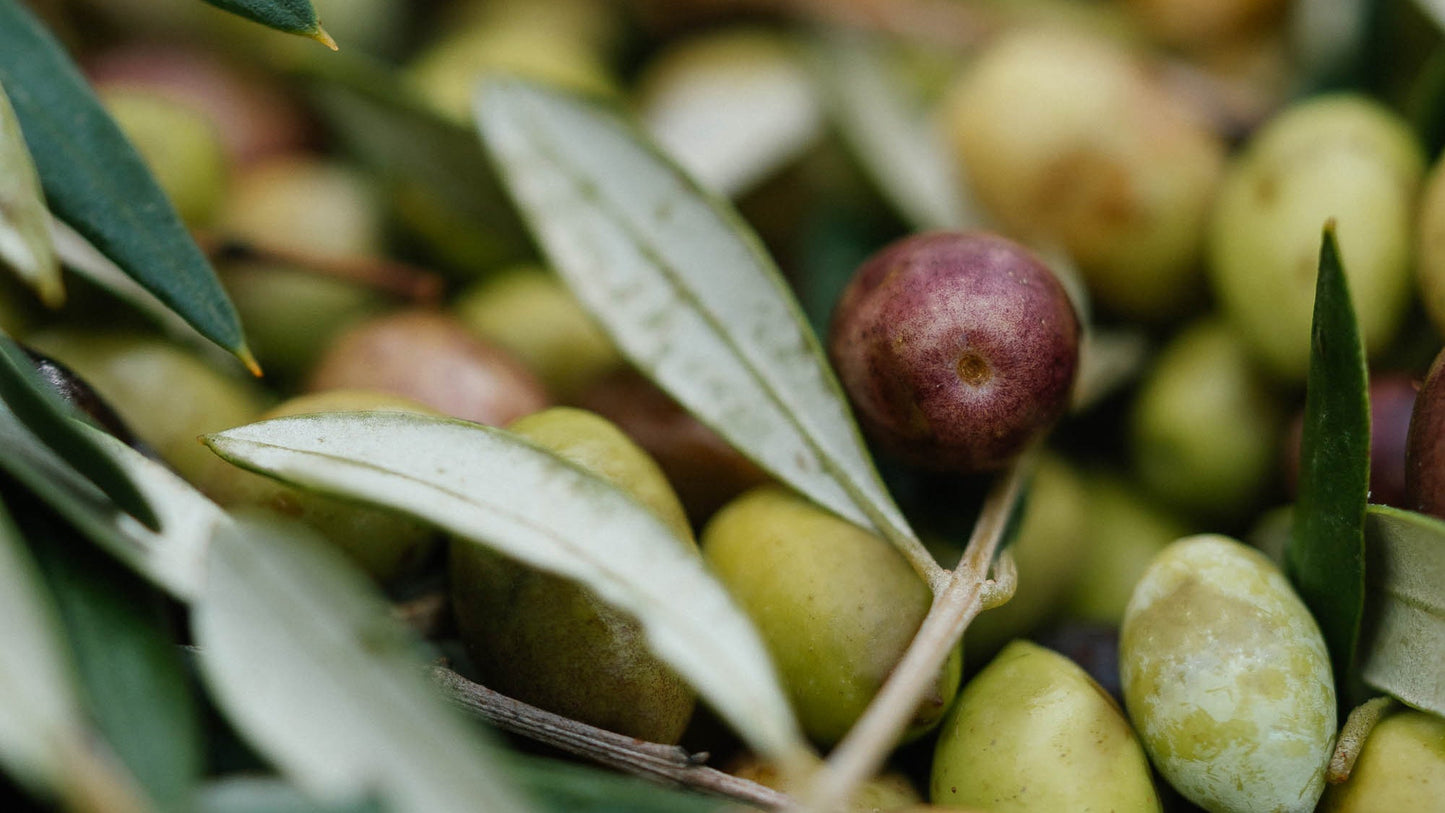 The Koroneiki Variety: The Queen of Olive Oil Production - Yapapi