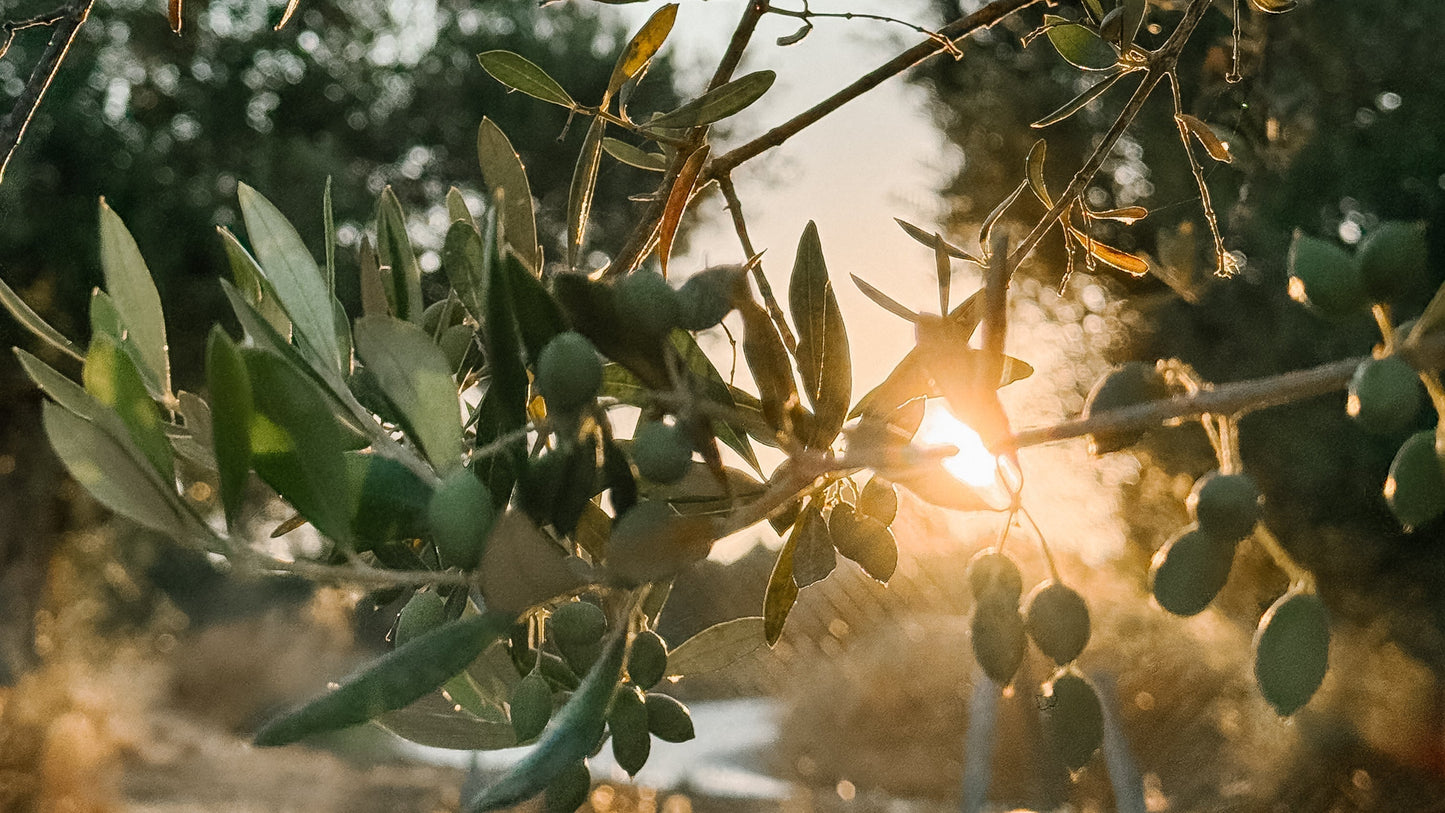 🌿 The New Olive Harvest Has Begun at Yapapi! - Yapapi