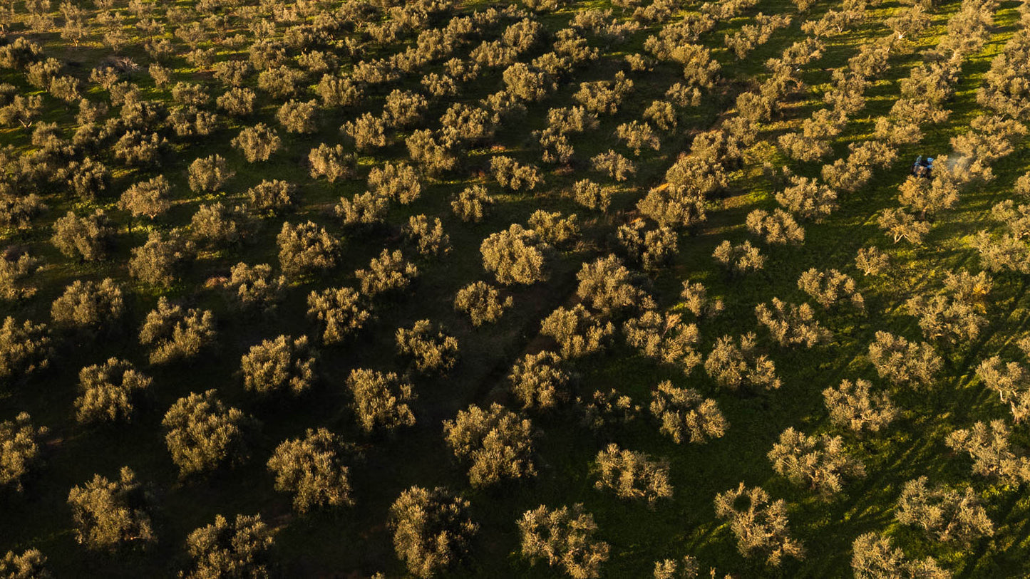 What is Early Harvest Olive Oil (Agoureleo) and Why Experts Love It 🌿💚