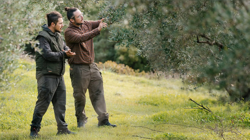 Olive Oil and Longevity: What the Blue Zones Teach Us