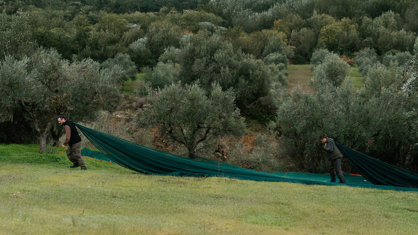 Yapapi Olive Oil – New Harvest Coming Soon (2025) - Yapapi