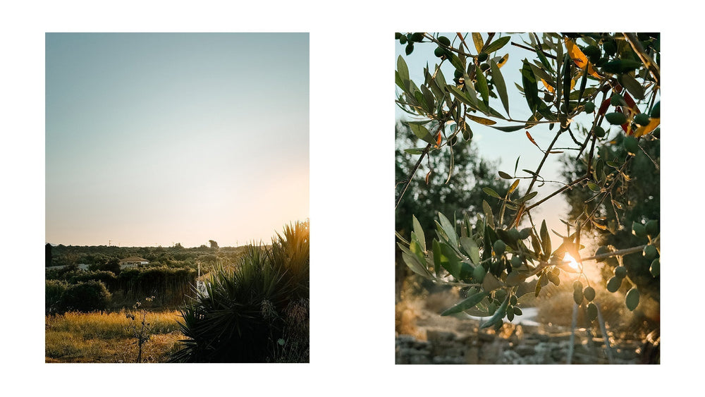 🌿 Summer at Yapapi: Olive Fruit Fly, Drought & How to Protect Your Olive Trees Naturally