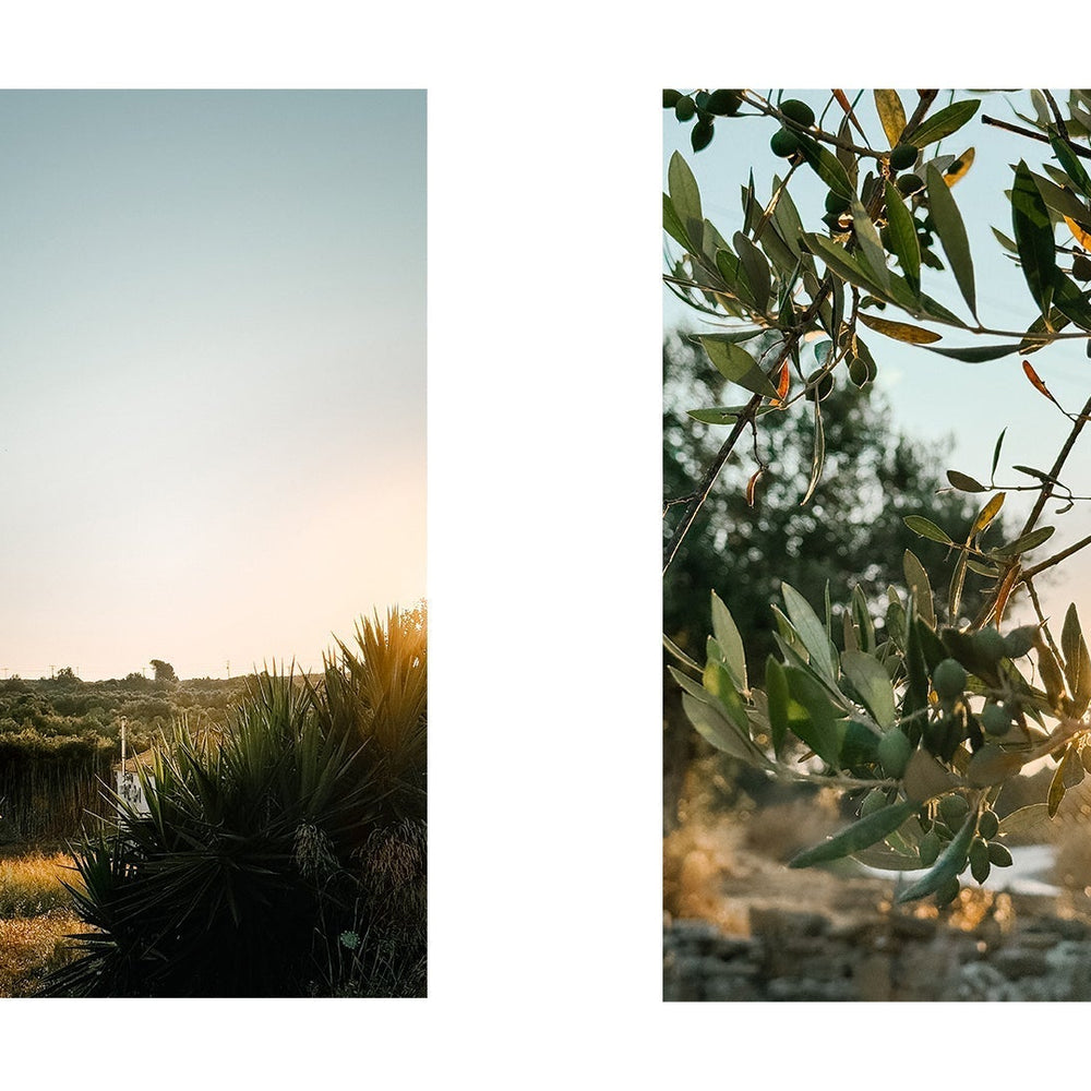 🌿 Summer at Yapapi: Olive Fruit Fly, Drought & How to Protect Your Olive Trees Naturally