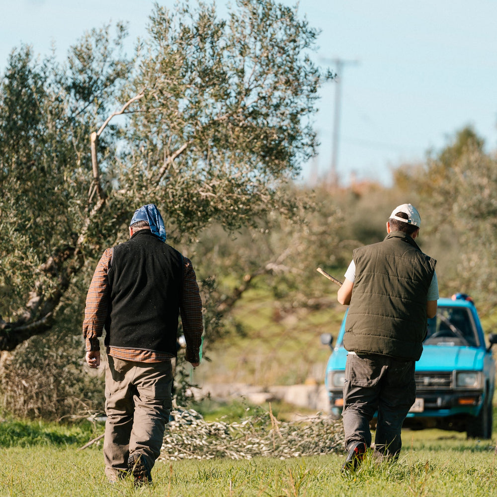 September: The Month of Preparation Before the Olive Harvest 🌿✨