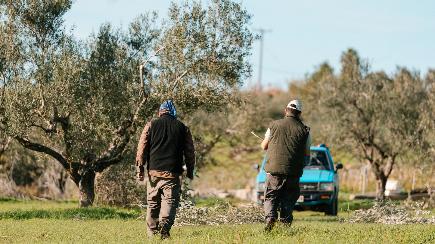 September: The Month of Preparation Before the Olive Harvest 🌿✨