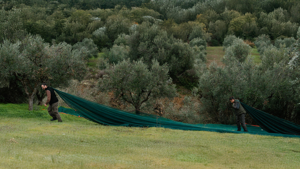 Yapapi Olive Oil – New Harvest Coming Soon (2025)